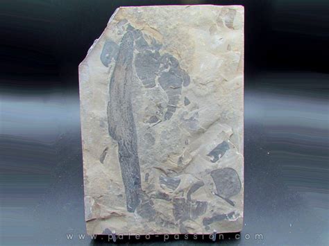 prototaxites fossil for sale